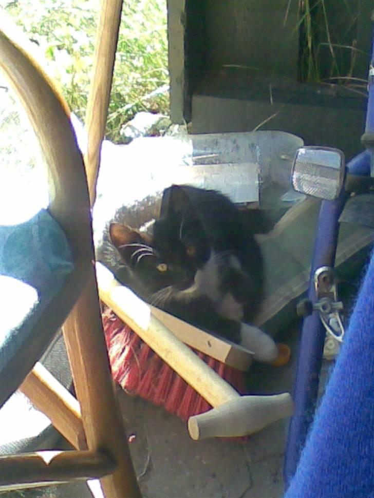 Huskat Laban billede 4