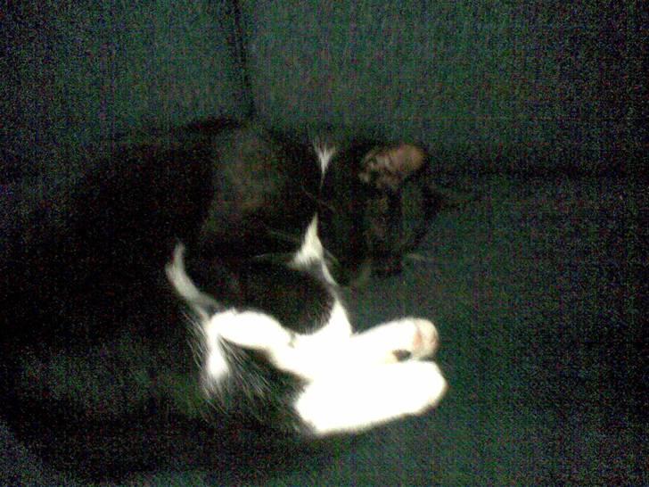 Huskat Laban - dejlig sofa...  billede 5