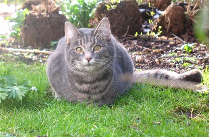 Blanding af racer Bodil billede 12