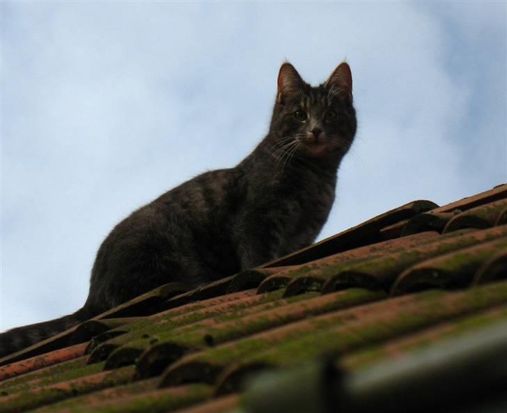 Blanding af racer Bodil billede 13