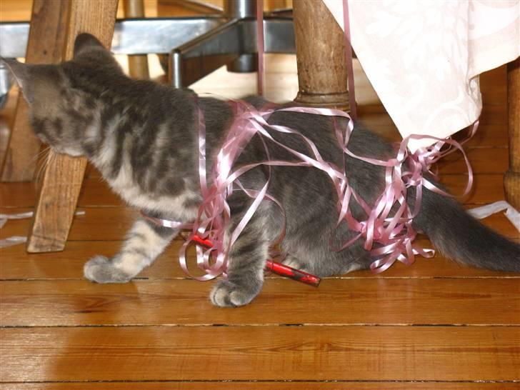 Blanding af racer Bodil - hehe Bodil som lille. Hun har vist rodet sig ind i et lille problem ?? :D  billede 14