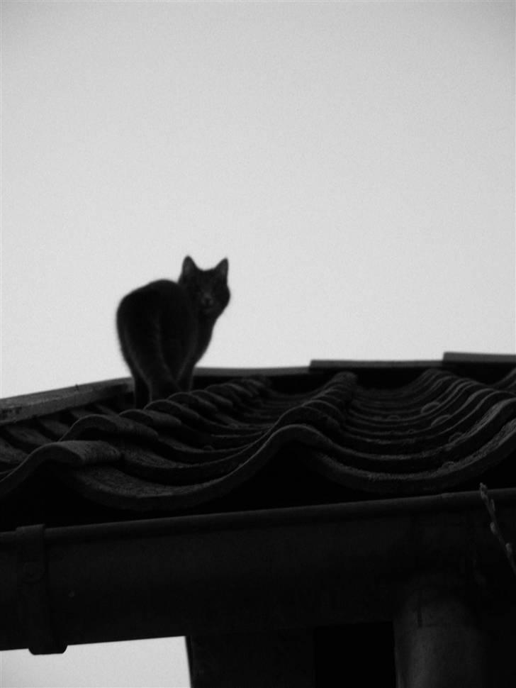 Blanding af racer Bodil - Bodil er lige ude på en tur på taget..  billede 15