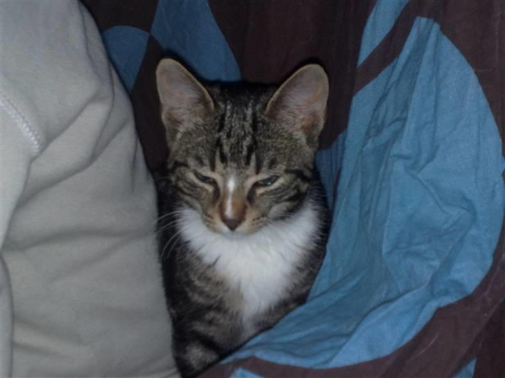 Huskat Balou - gemte oz for far, men faldt i søvn...  billede 5