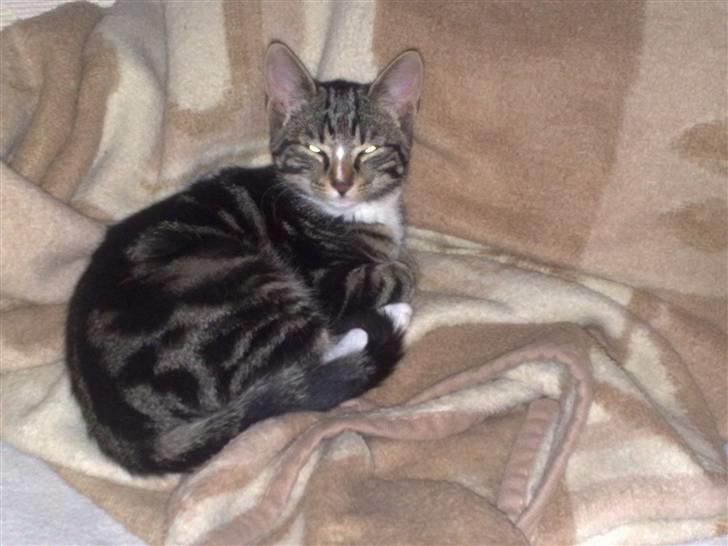 Huskat Balou - hey lad mig lige vågne lidt op først...  billede 6