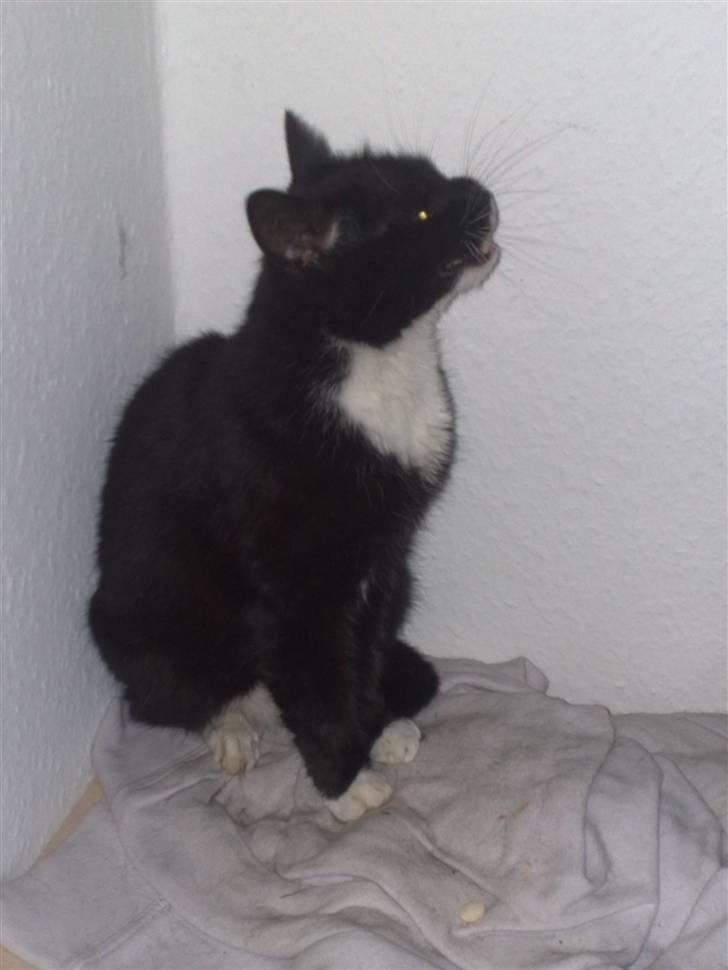 Huskat Gipsy - nej jeg er ikk en snob... billede 3