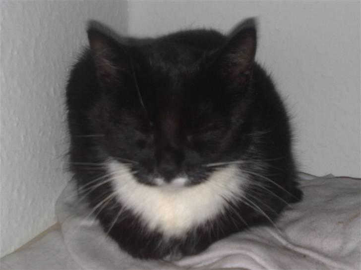 Huskat Gipsy - gider ikk og åbne øjnene, ved godt du er der med telefonen... billede 4