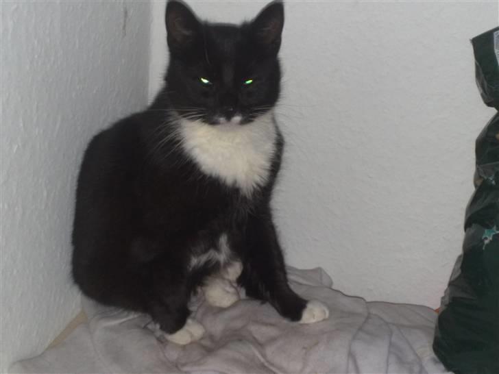 Huskat Gipsy - hey... sidder jeg godt nok...???  billede 5