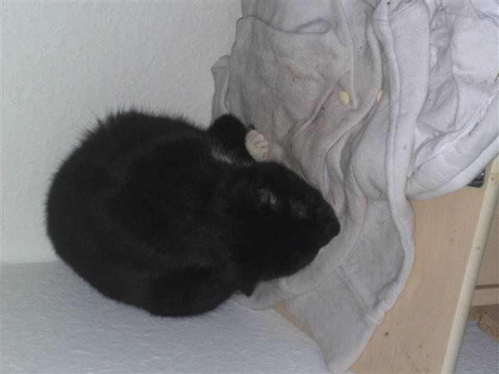 Huskat Gipsy - sover lige... billede 6