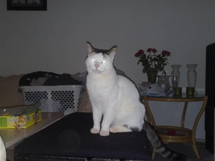 Huskat Plet - uhh ta lige det billede...  billede 6