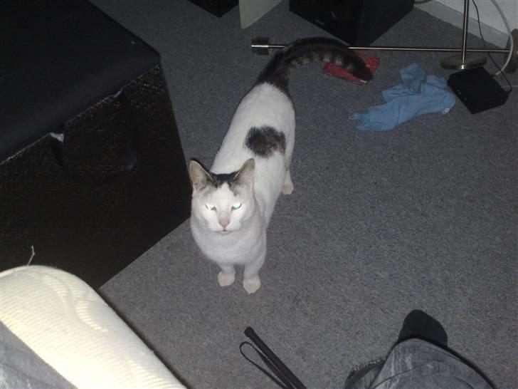 Huskat Plet - jubii igen...  billede 7