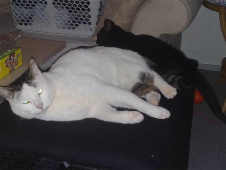 Huskat Plet - store mis ligger godt... på den nye puf... billede 8