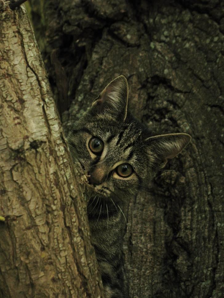 Blanding af racer Marie billede 1