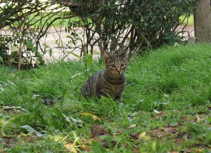 Blanding af racer Marie billede 2