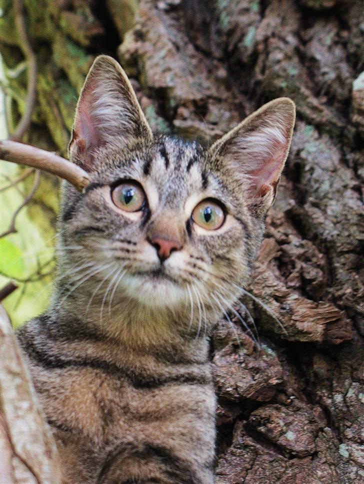 Blanding af racer Marie billede 3