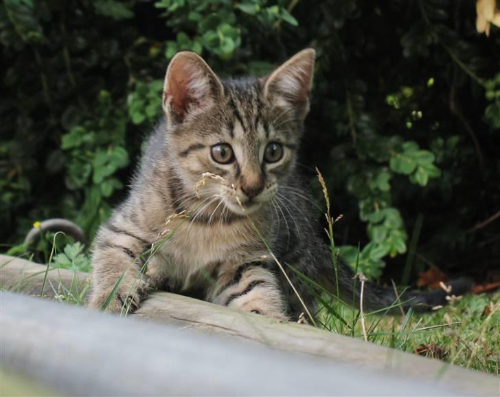 Blanding af racer Marie billede 4