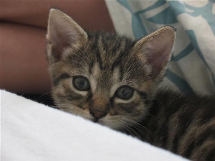 Blanding af racer Marie billede 5