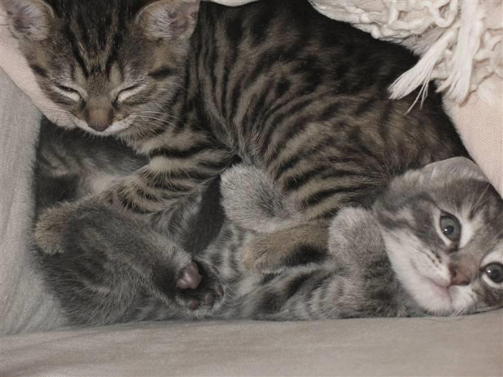 Blanding af racer Marie billede 6