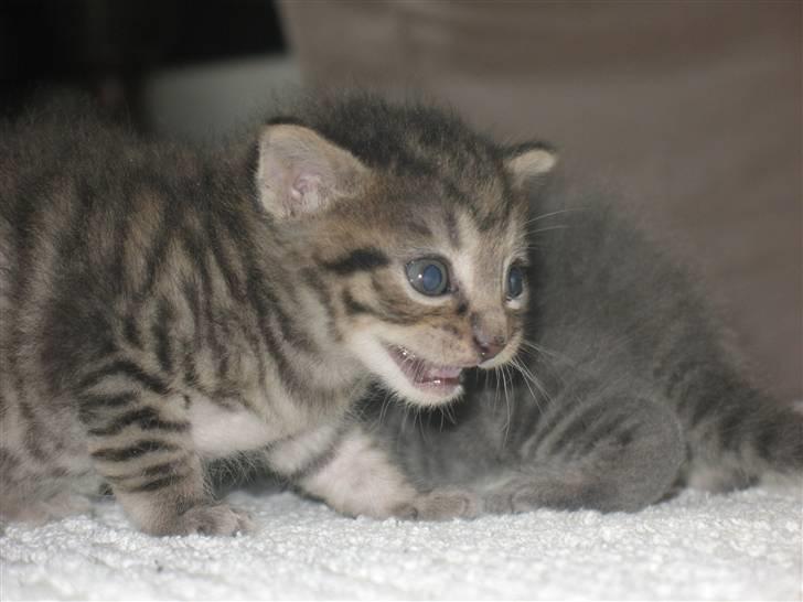 Blanding af racer Marie billede 7