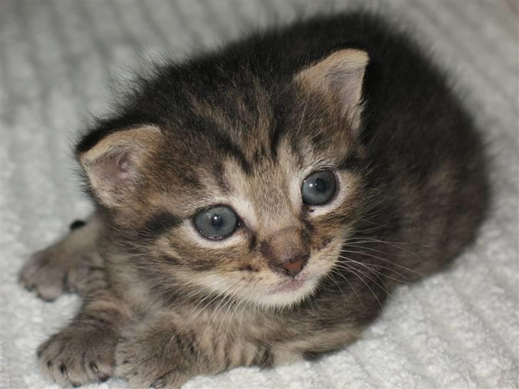 Blanding af racer Marie billede 8