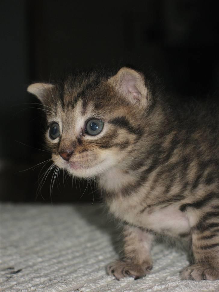 Blanding af racer Marie billede 9