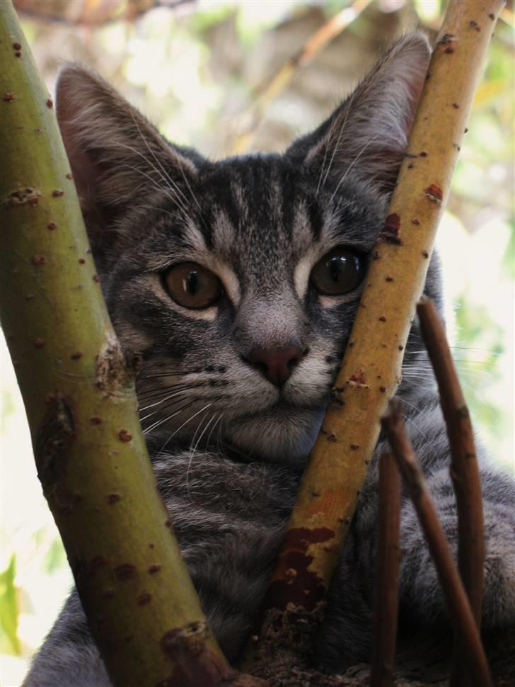 Blanding af racer Beliouze billede 1