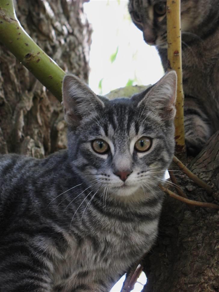 Blanding af racer Beliouze billede 2