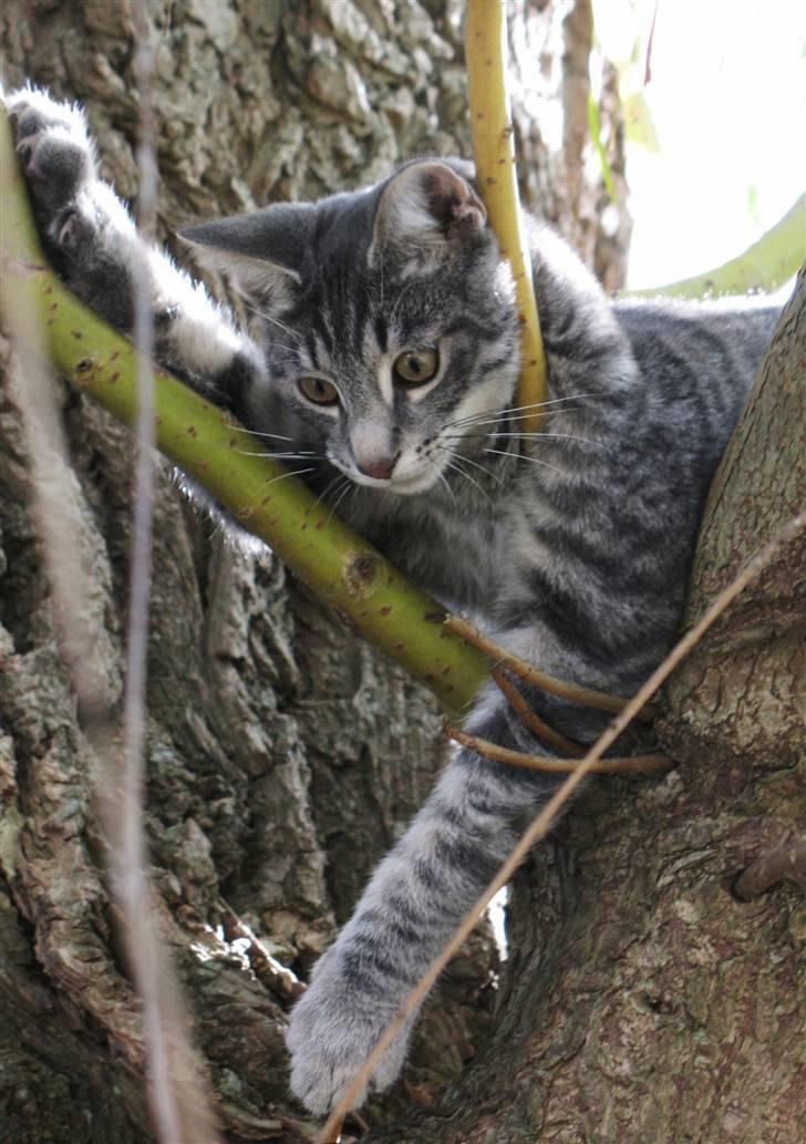 Blanding af racer Beliouze billede 3