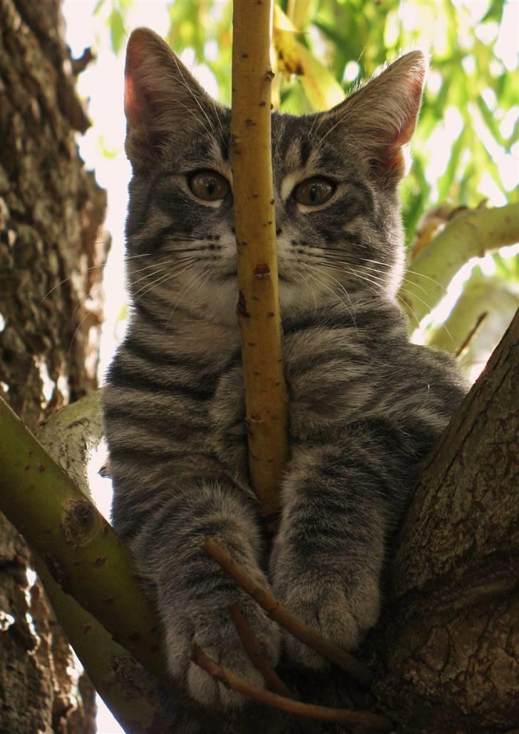 Blanding af racer Beliouze - hehe der var lige en græn i vejen..  billede 4