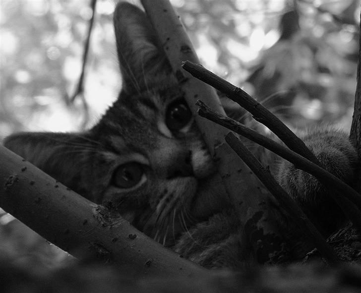 Blanding af racer Beliouze billede 5