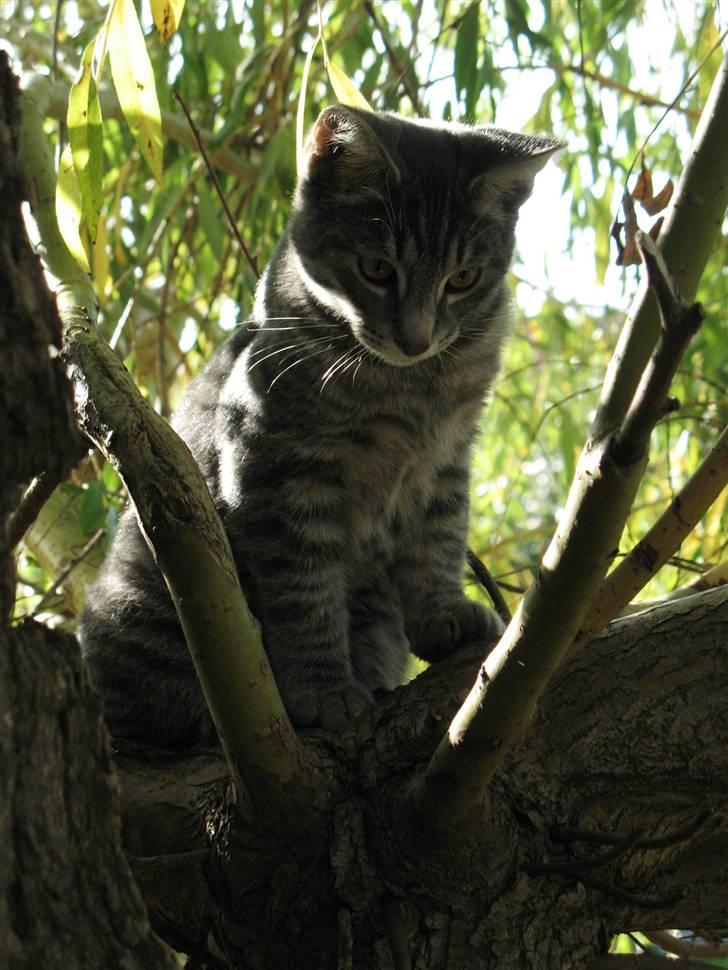 Blanding af racer Beliouze billede 6