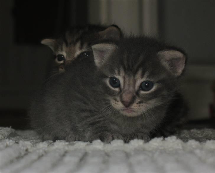 Blanding af racer Beliouze billede 7