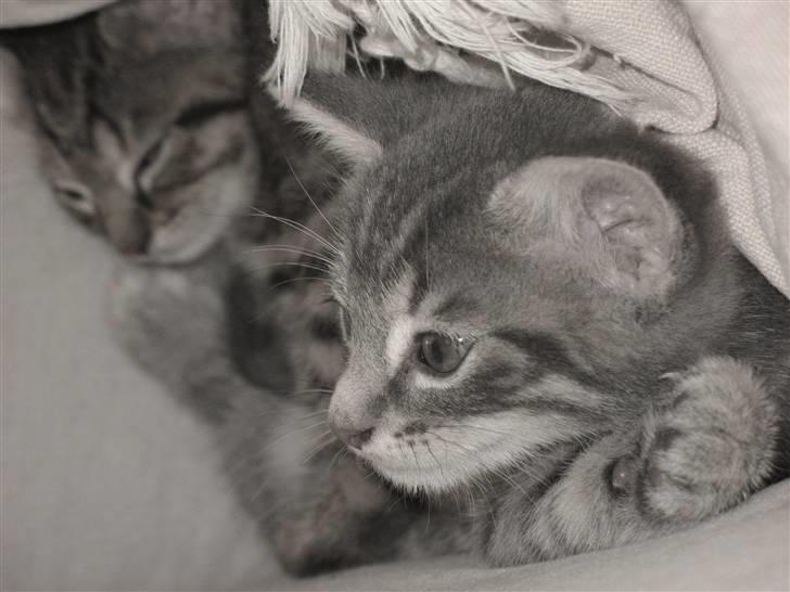 Blanding af racer Beliouze billede 8