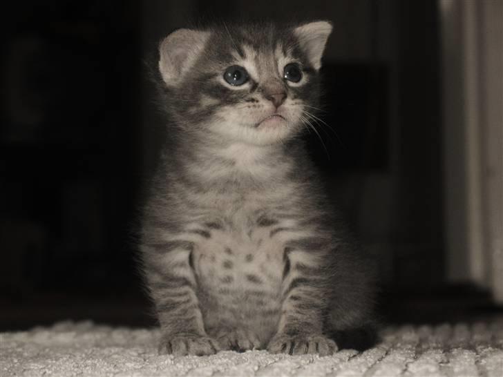 Blanding af racer Beliouze - hehe min lille løve mis :D  billede 9