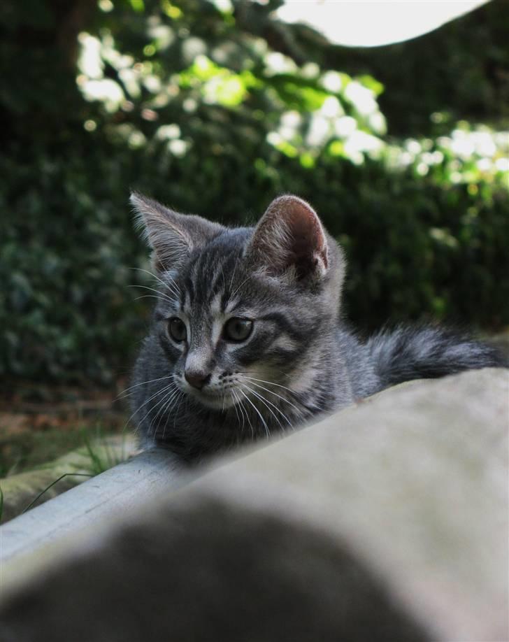 Blanding af racer Beliouze billede 10