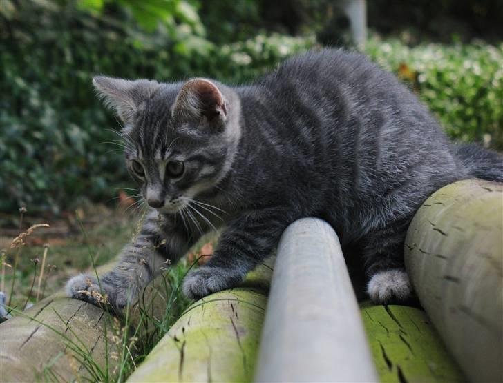 Blanding af racer Beliouze billede 11