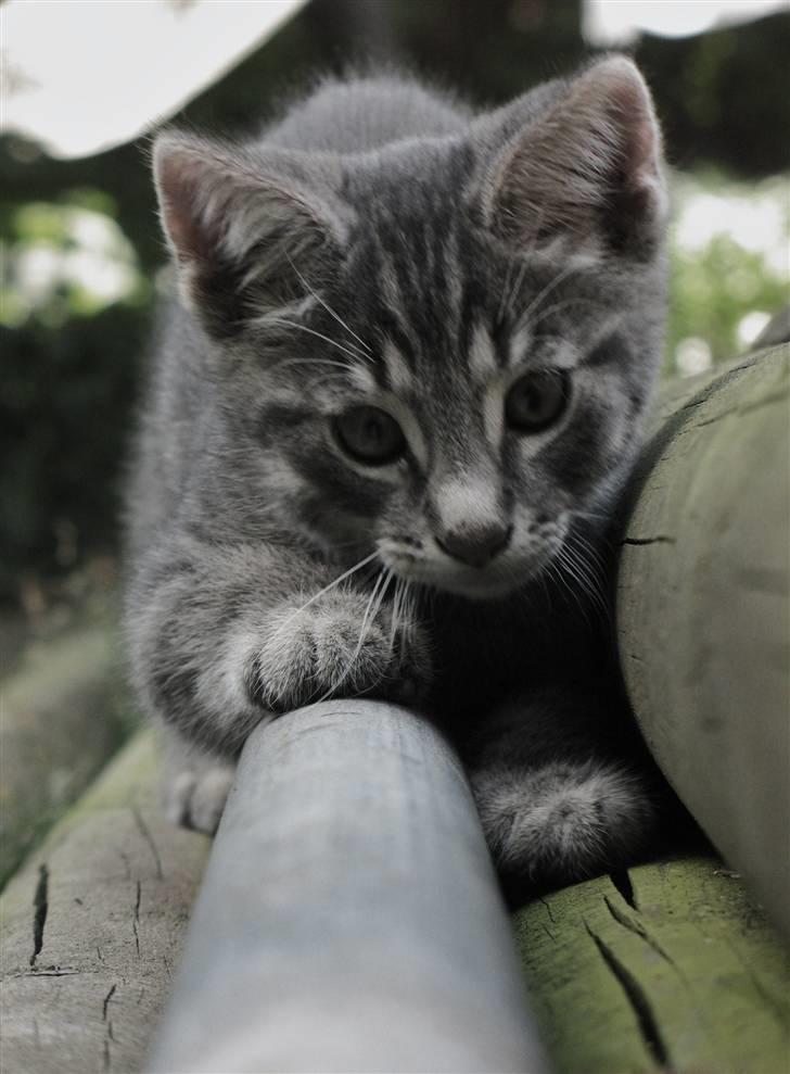 Blanding af racer Beliouze billede 12