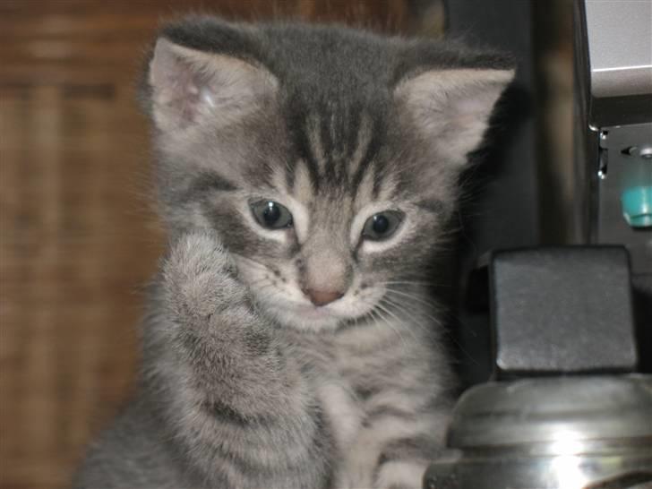 Blanding af racer Beliouze billede 13