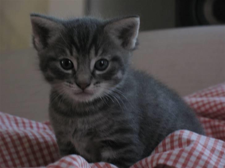 Blanding af racer Beliouze billede 14