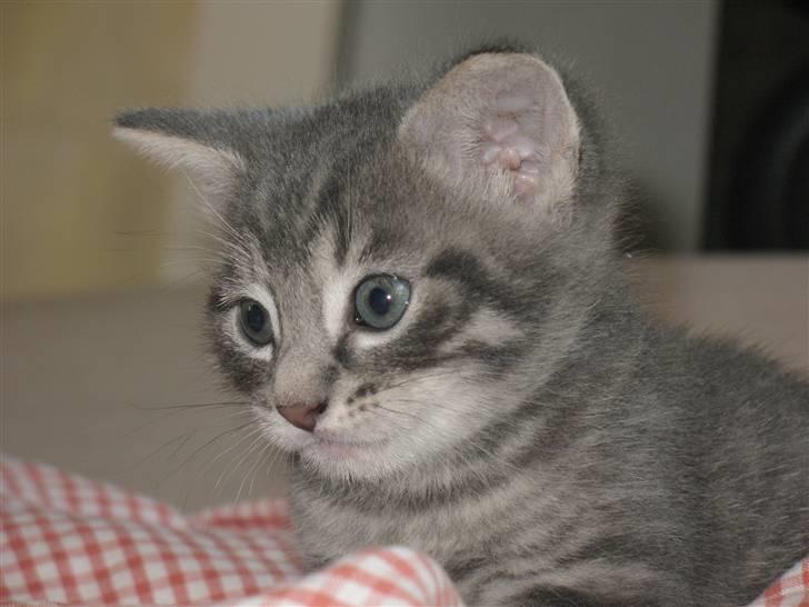 Blanding af racer Beliouze billede 15