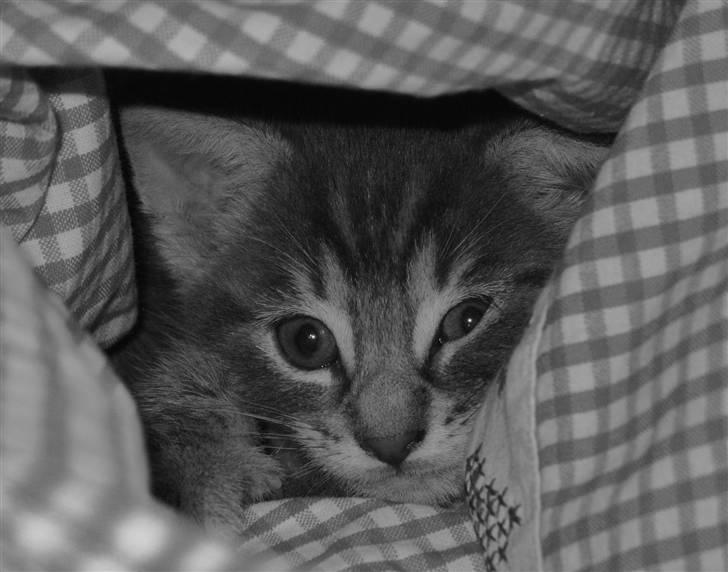 Blanding af racer Beliouze - Se hvor han putter sig : * billede 16