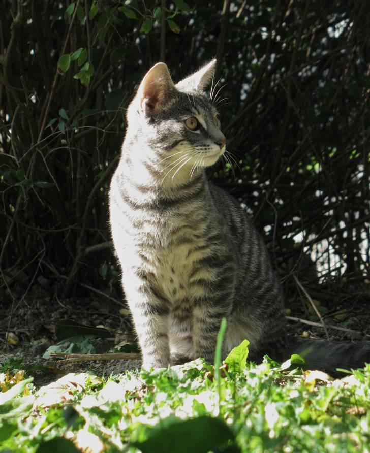 Blanding af racer Beliouze billede 18