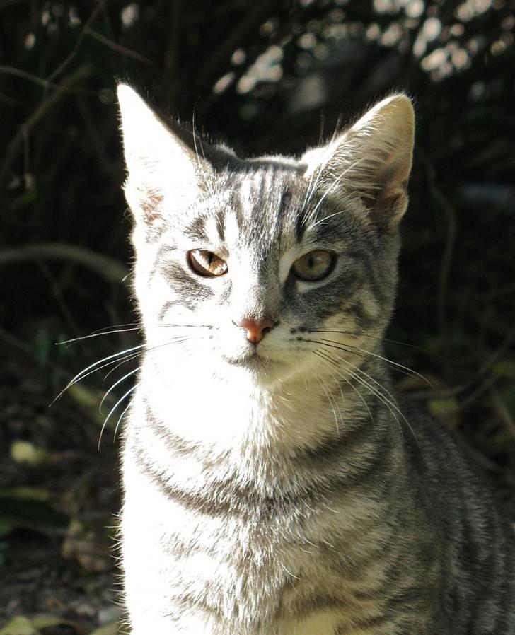 Blanding af racer Beliouze billede 19