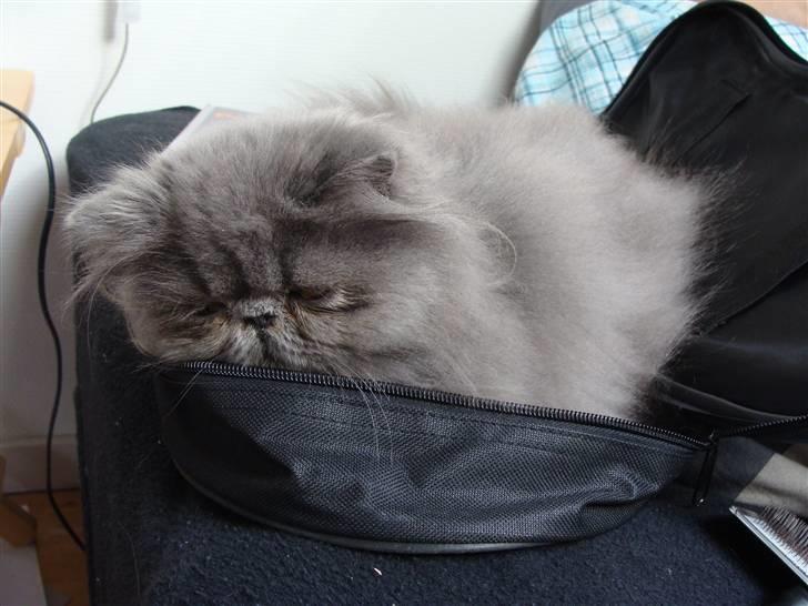 Perser Dronning Dagmar billede 7