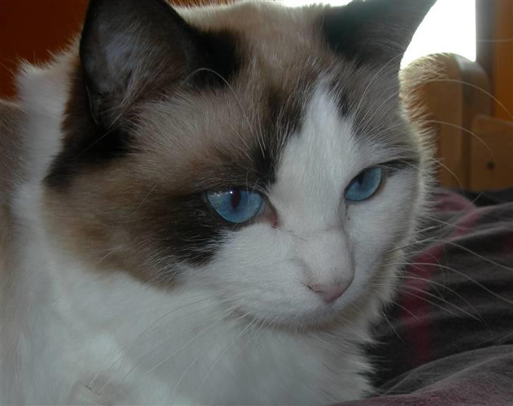 Ragdoll Klippeøen's Lady Emilie R -  DK Klippeøen´s Lady Emilie Rose billede 6