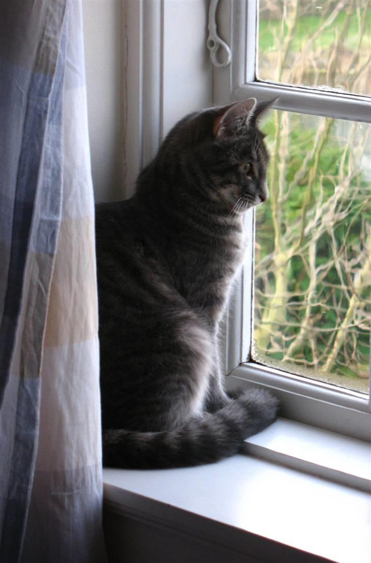 Blanding af racer Bodil billede 16