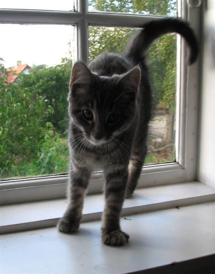 Blanding af racer Bodil billede 17