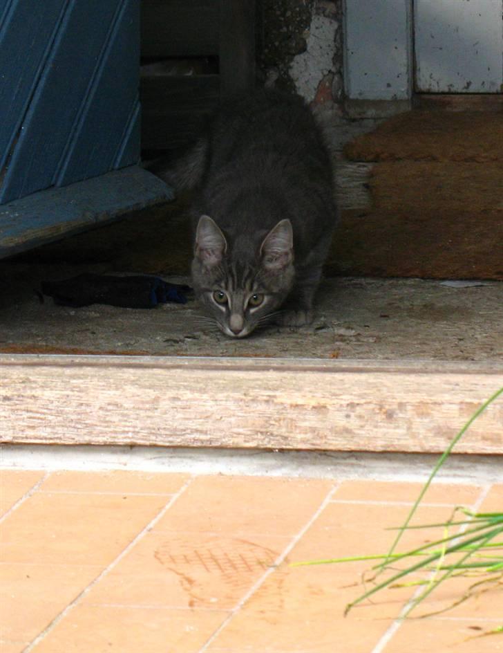 Blanding af racer Bodil billede 18