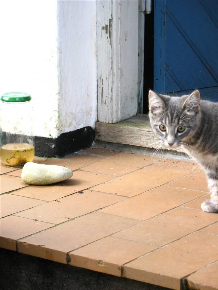 Blanding af racer Bodil billede 19