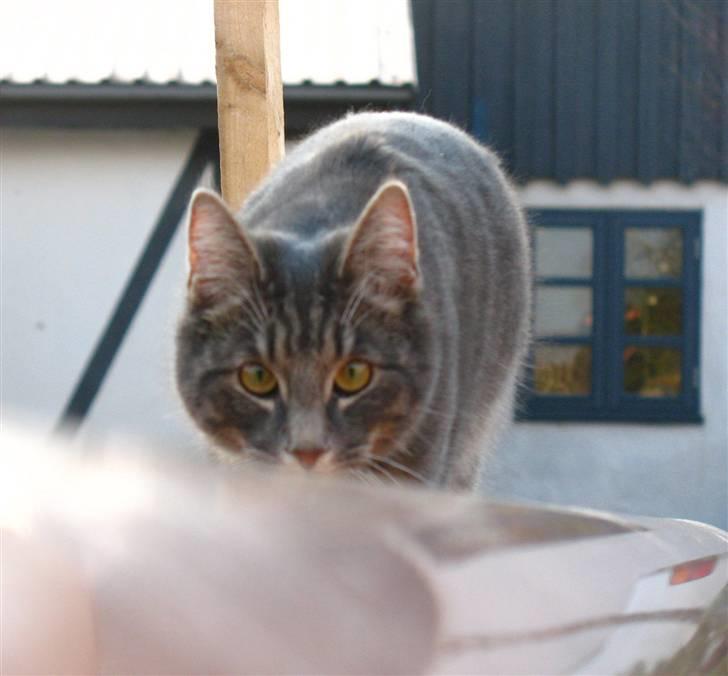 Blanding af racer Bodil billede 20