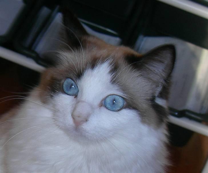 Ragdoll Klippeøen's Lady Emilie R - DK Klippeøen´s Lady Emilie Rose billede 11